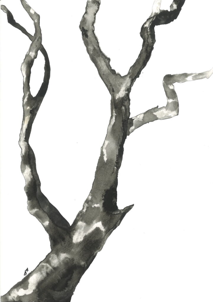 tree ink drawing 229 rysunek tuszem by Joanna Migdał