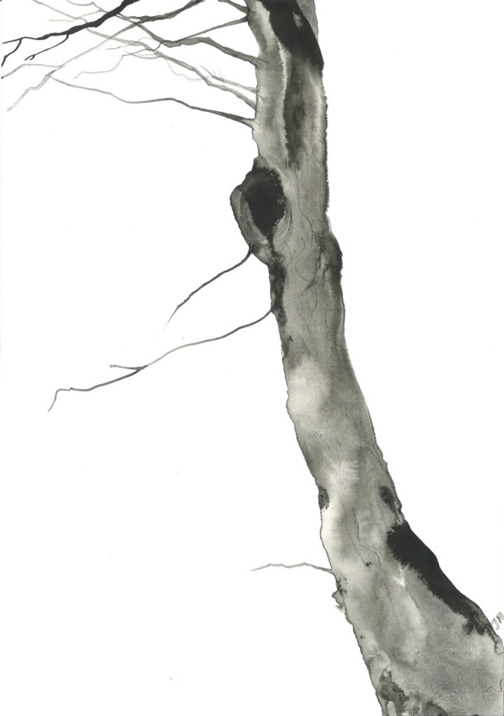 tree ink drawing 236