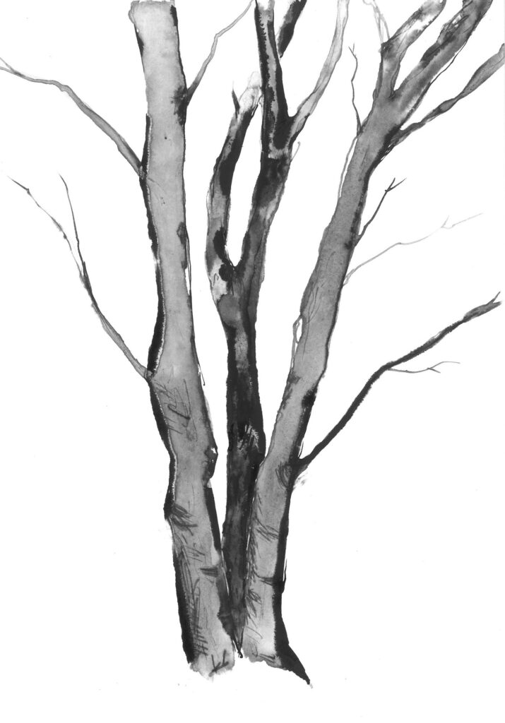 tree ink drawing 262 rysunek tuszem by Joanna Migdał