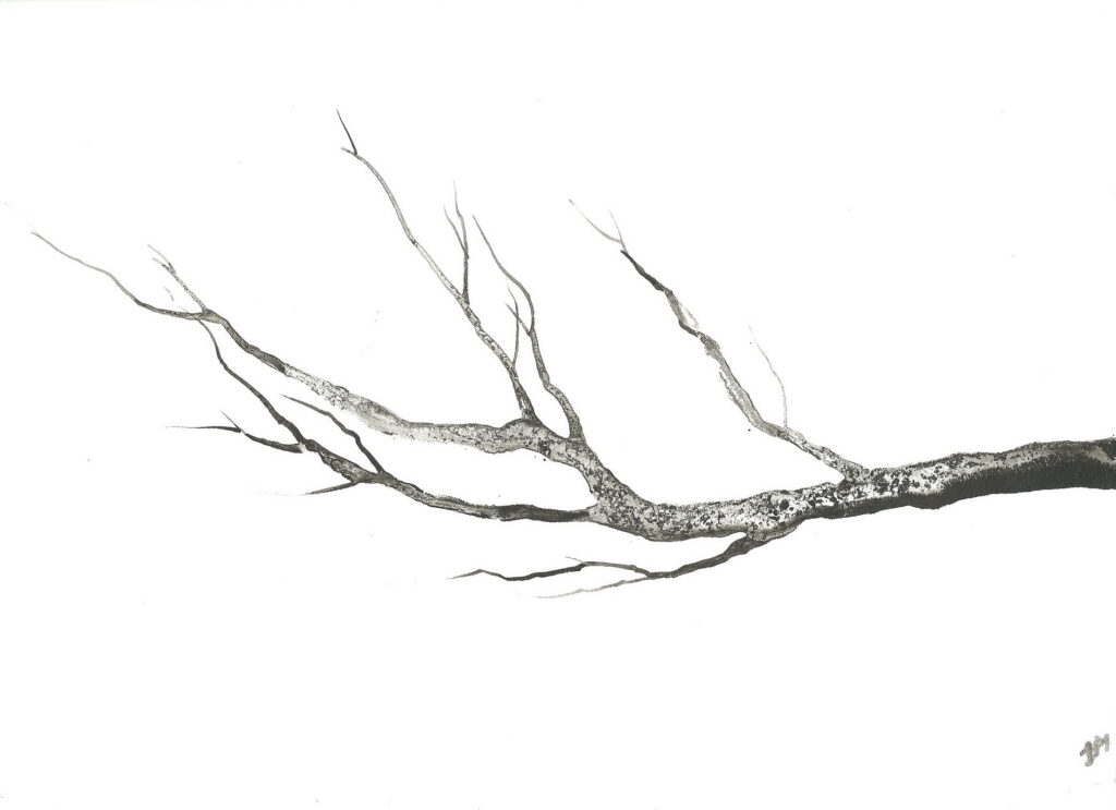 tree ink drawing 325 rysunek tuszem by Joanna Migdał